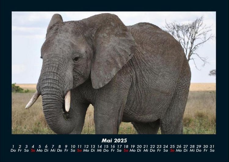 Produktbild: Elefanten - Die sanften Riesen Afrikas 2025 Fotokalender DIN A4
