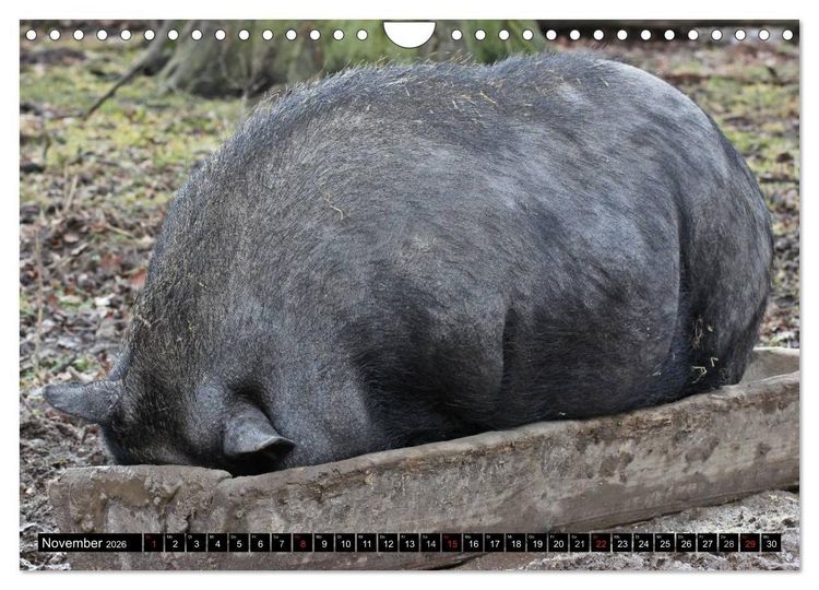 Produktbild: Der Schweinekalender (Wandkalender 2026 DIN A4 quer), CALVENDO Monatskalender