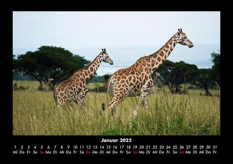 Produktbild: Giraffen 2025 Fotokalender DIN A3