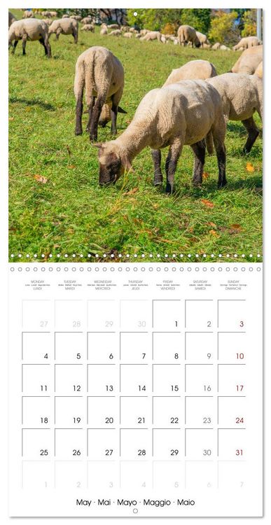 Produktbild: The wonderful world of sheep (Wall Calendar 2026 12 &times; 12 Inch) CALVENDO 12 Month Wall Calendar