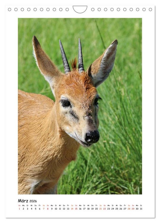 Produktbild: S&Uuml;DAFRIKA - WILDTIERE IM PORTRAIT (Wandkalender 2026 DIN A4 hoch), CALVENDO Monatskalender