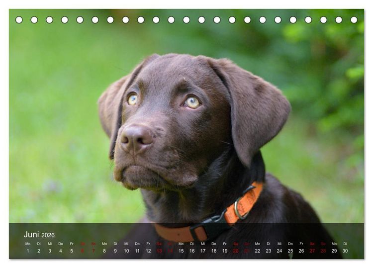 Produktbild: Labrador Retriever Welpen (Tischkalender 2026 DIN A5 quer), CALVENDO Monatskalender