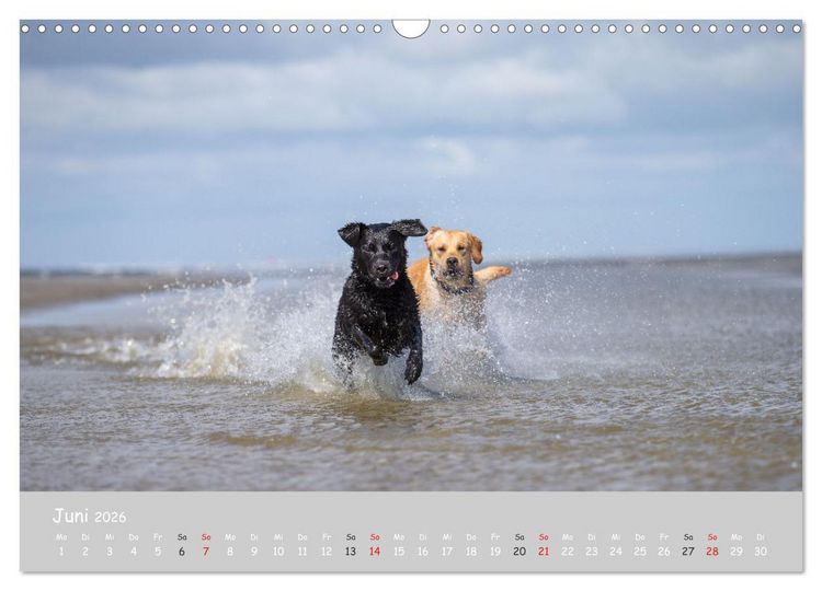 Produktbild: Liebenswerter Labrador 2026 (Wandkalender 2026 DIN A3 quer), CALVENDO Monatskalender
