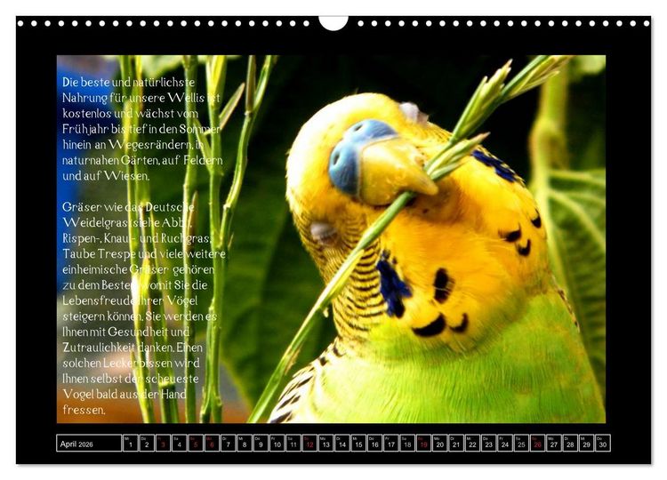 Produktbild: Wellensittichkalender mit Tipps zur artgerechten Ern&auml;hrung (Wandkalender 2026 DIN A3 quer), CALVENDO Monatskalender