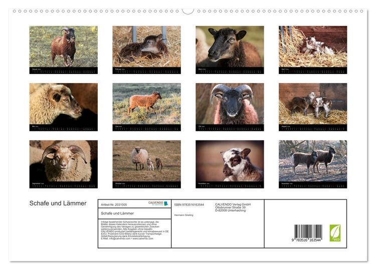 Produktbild: Schafe und L&auml;mmer (hochwertiger Premium Wandkalender 2026 DIN A2 quer), Kunstdruck in Hochglanz