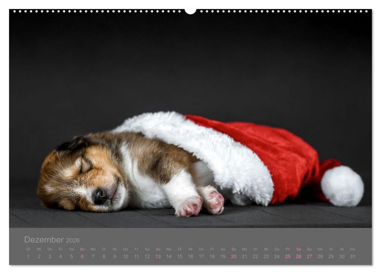 Produktbild: Collie Welpen einfach zuckers&uuml;&szlig; (hochwertiger Premium Wandkalender 2026 DIN A2 quer), Kunstdruck in Hochglanz
