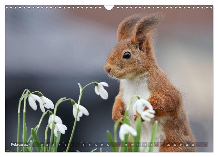 Produktbild: Eichh&ouml;rnchen in zauberhaften Posen (Wandkalender 2027 DIN A3 quer), CALVENDO Monatskalender