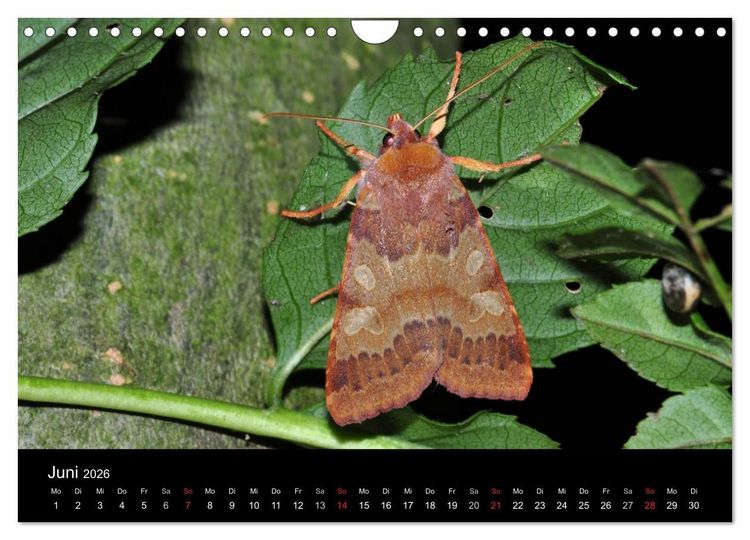 Produktbild: Nachtfalter - Unbekannte Sch&ouml;nheiten (Wandkalender 2026 DIN A4 quer), CALVENDO Monatskalender