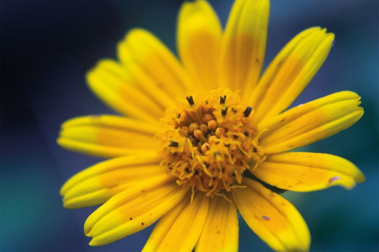 Produktbild: Floramour: Wild Flowers