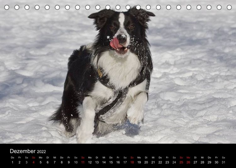 Produktbild: Rasse ist Klasse (Tischkalender 2022 DIN A5 quer)