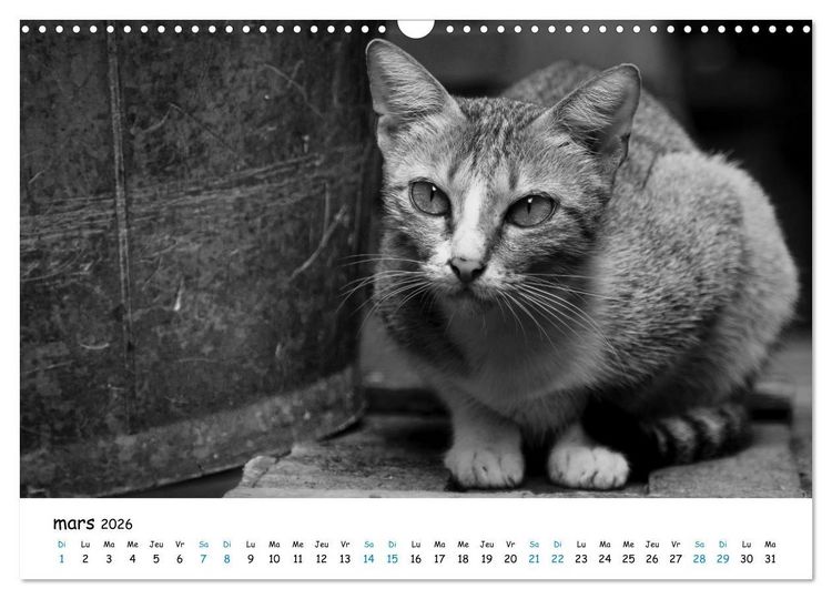 Produktbild: Chats de Santorin - Les princes d'Oia en noir et blanc (Calendrier mural 2026 DIN A3 vertical), CALVENDO calendrier mensuel