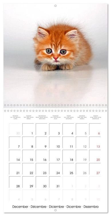 Produktbild: Persian Kittens (Wall Calendar 2026 12 &times; 12 Inch) CALVENDO 12 Month Wall Calendar