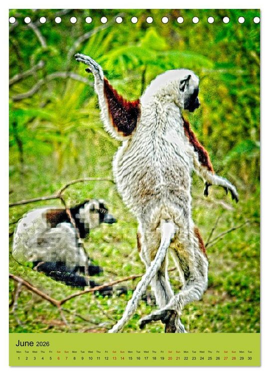 Produktbild: Adorable lemurs (Desk Calendar 2026 DIN A5 portrait), CALVENDO 12 Month DeskCalendar