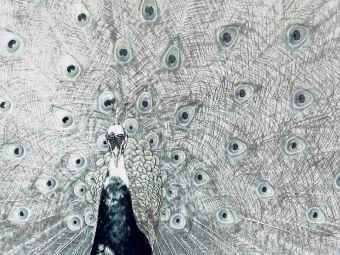 Produktbild: CALVENDO Puzzle Pfau 1000 Teile Puzzle quer | 1000 Teile Lege-Gr&ouml;&szlig;e 64 &times; 48 cm Foto-Puzzle f&uuml;r gl&uuml;ckliche Stunden