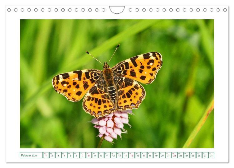 Produktbild: Schmetterlinge: zart und bunt (Wandkalender 2026 DIN A4 quer), CALVENDO Monatskalender