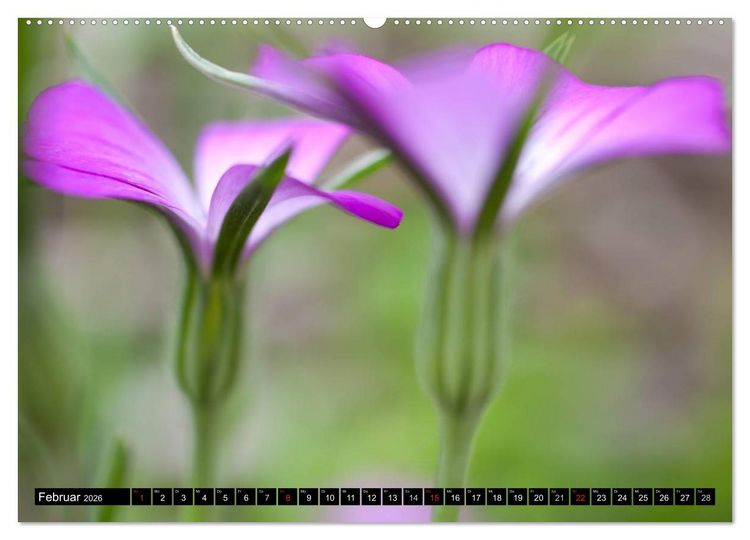 Produktbild: BLUMEN Zauber der Farben und Formen (hochwertiger Premium Wandkalender 2026 DIN A2 quer), Kunstdruck in Hochglanz