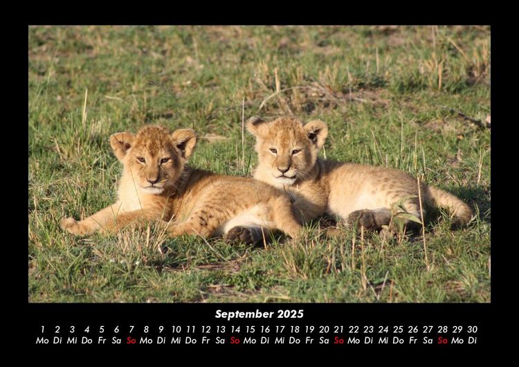 Produktbild: L&ouml;wen in der Wildnis 2025 Fotokalender DIN A3