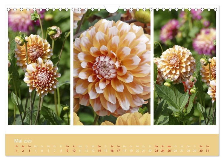 Produktbild: Dahlien-Triplets (Wandkalender 2026 DIN A4 quer), CALVENDO Monatskalender