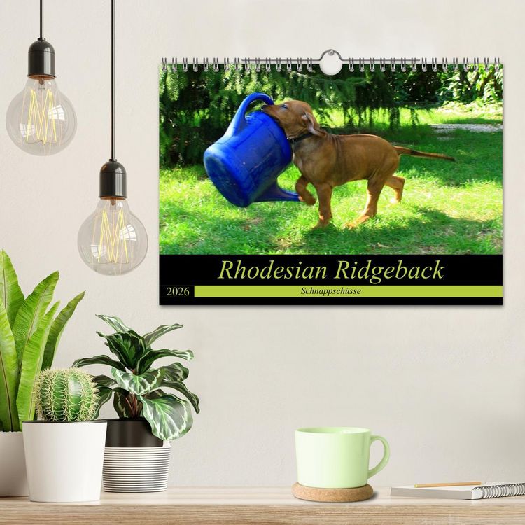 Produktbild: Rhodesian Ridgeback - Schnappsch&uuml;sse - (Wandkalender 2026 DIN A4 quer), CALVENDO Monatskalender