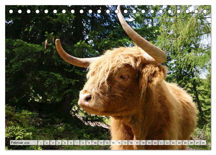 Produktbild: K&uuml;he im Einklang mit der Natur (Tischkalender 2026 DIN A5 quer), CALVENDO Monatskalender