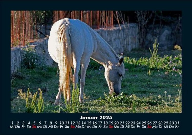 Produktbild: Pferdegefl&uuml;ster 2025 Fotokalender DIN A5