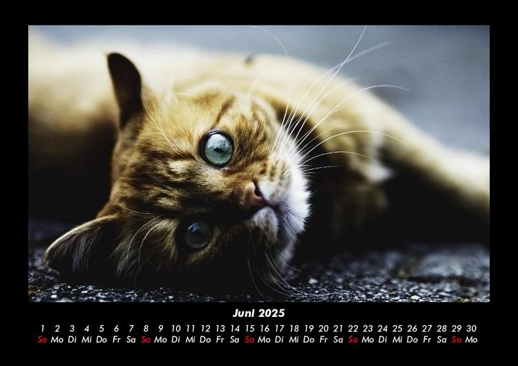Produktbild: F&uuml;r Katzenfreunde 2025 Fotokalender DIN A3