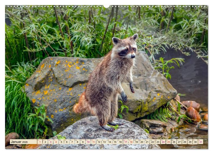 Produktbild: Waschb&auml;r - Niedlicher Allesfresser (Wandkalender 2026 DIN A2 quer), CALVENDO Monatskalender