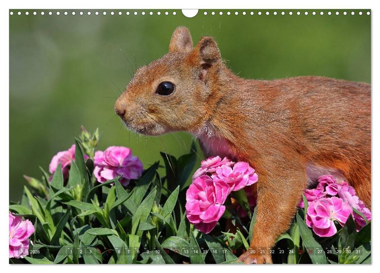 Produktbild: Eichh&ouml;rnchen in zauberhaften Posen (Wandkalender 2026 DIN A3 quer), CALVENDO Monatskalender