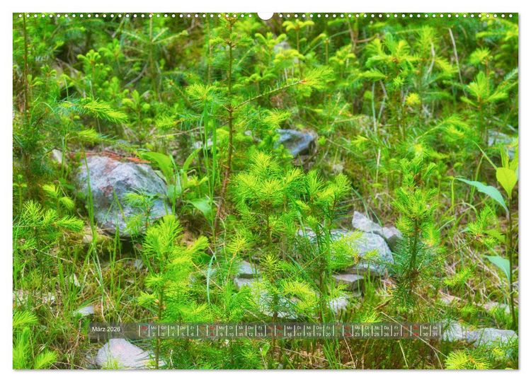 Produktbild: Vielfalt am Waldboden (Wandkalender 2026 DIN A2 quer), CALVENDO Monatskalender