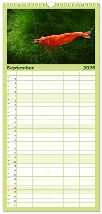 Produktbild: Familienplaner 2026 - Dwarf Shrimps - kleine Garnelen mit 5 Spalten (Wandkalender, 21 x 45 cm) CALVENDO