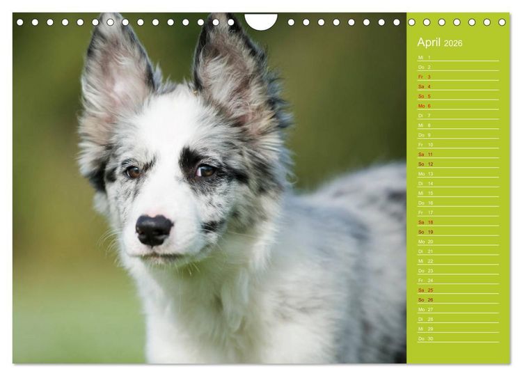 Produktbild: Border Collies - nicht nur schwarzwei&szlig; (Wandkalender 2026 DIN A4 quer), CALVENDO Monatskalender