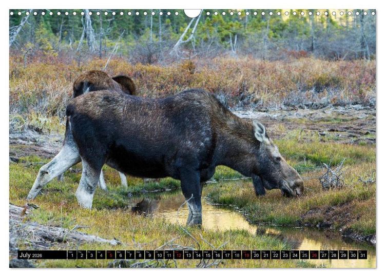 Produktbild: MOOSE Of The Northern Woods (Wall Calendar 2026 DIN A3 landscape), CALVENDO 12 Month Wall Calendar