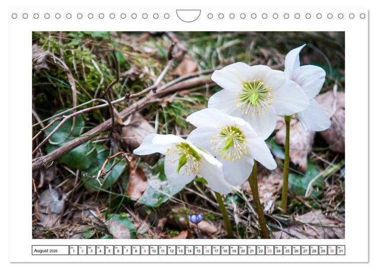 Produktbild: Alpenblumen. Bunte Welt in luftiger H&ouml;he (Wandkalender 2026 DIN A4 quer), CALVENDO Monatskalender