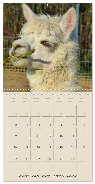 Produktbild: Alpacas & Llamas (Wall Calendar 2026 12 &times; 12 Inch) CALVENDO 12 Month Wall Calendar
