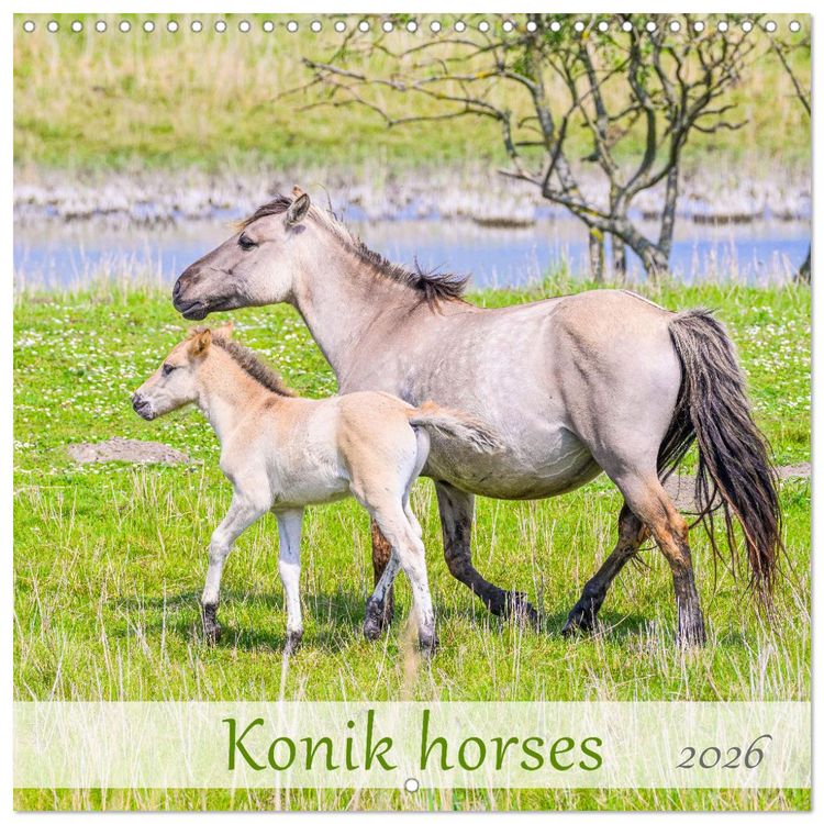 Produktbild: Konik horses (Wall Calendar 2026 12 &times; 12 Inch) CALVENDO 12 Month Wall Calendar