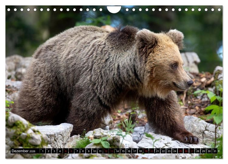 Produktbild: Lautlos in den W&auml;ldern Sloweniens (Wandkalender 2026 DIN A4 quer), CALVENDO Monatskalender
