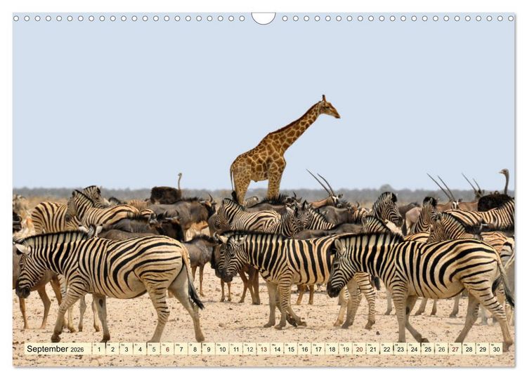 Produktbild: Afrika. Botswanas wundervolle Tierwelt (Wandkalender 2026 DIN A3 quer), CALVENDO Monatskalender