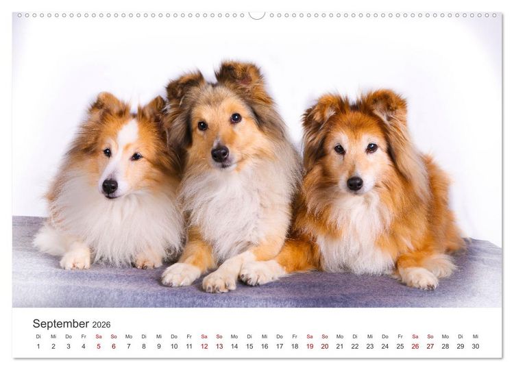 Produktbild: Shelties - Die zuckers&uuml;&szlig;en Vierbeiner. (hochwertiger Premium Wandkalender 2026 DIN A2 quer), Kunstdruck in Hochglanz