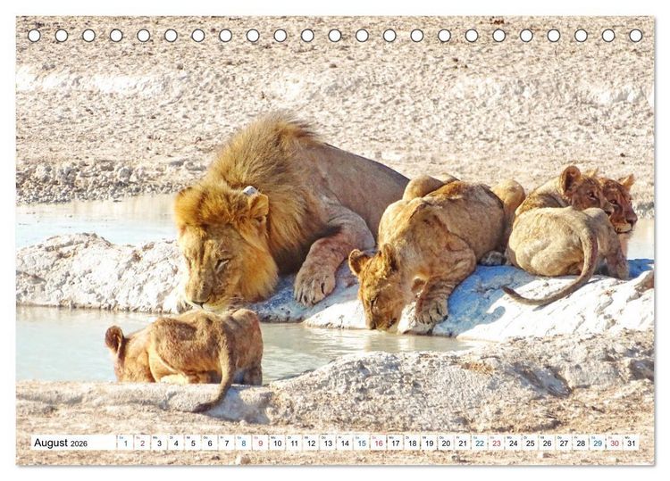 Produktbild: Namibia, Faszination W&uuml;ste und Tierwelt (Tischkalender 2026 DIN A5 quer), CALVENDO Monatskalender