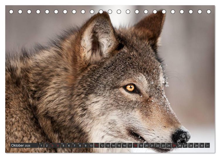 Produktbild: W&ouml;lfe. Graue Eminenzen (Tischkalender 2026 DIN A5 quer), CALVENDO Monatskalender