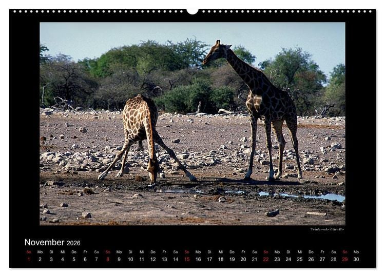 Produktbild: Wildtiere im Etosha Nationalpark (Wandkalender 2026 DIN A2 quer), CALVENDO Monatskalender