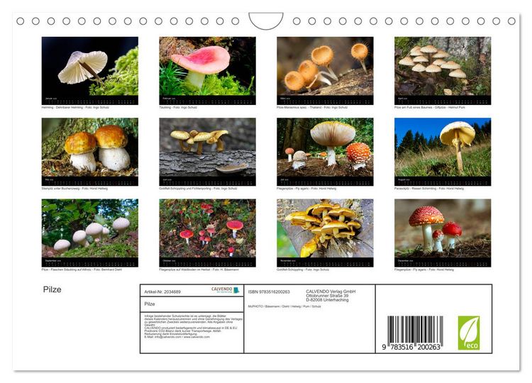 Produktbild: Pilze (Wandkalender 2026 DIN A4 quer), CALVENDO Monatskalender