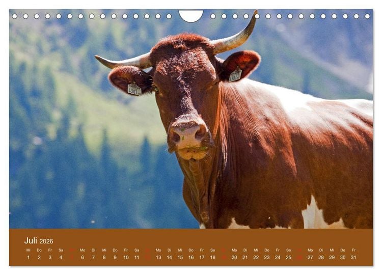 Produktbild: Wir sind die Stars am Bauernhof (Wandkalender 2026 DIN A4 quer), CALVENDO Monatskalender