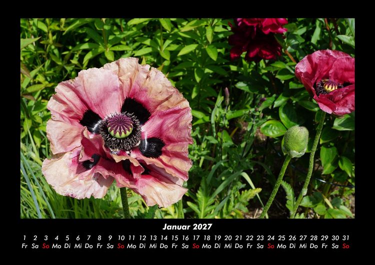 Produktbild: Blumenzauber 2027 Fotokalender DIN A3