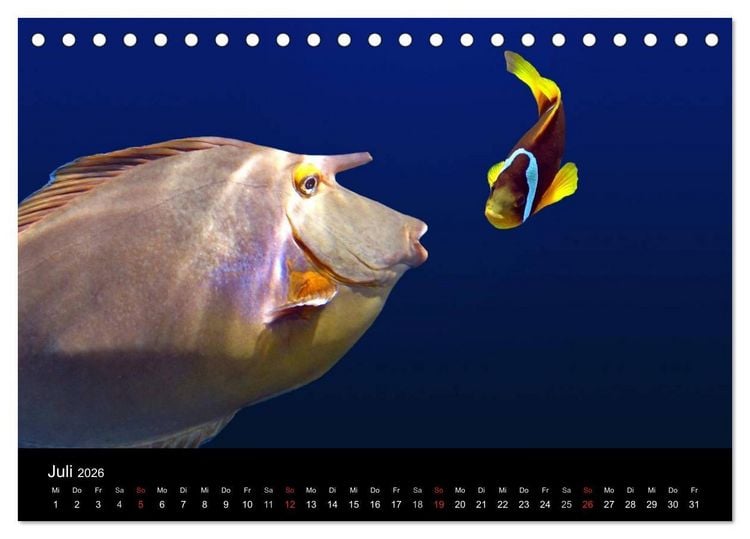 Produktbild: Meeres Sch&ouml;nheiten (Tischkalender 2026 DIN A5 quer), CALVENDO Monatskalender