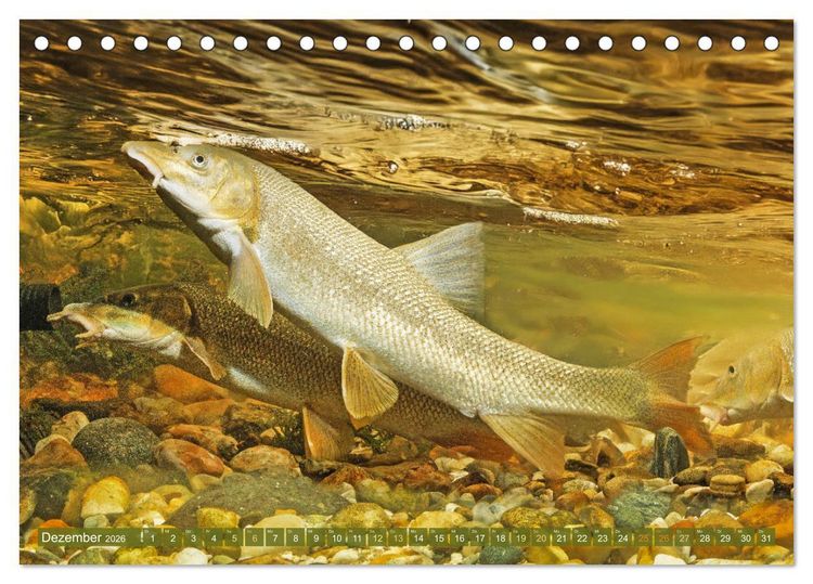 Produktbild: Fische in Teichen und Fl&uuml;ssen (Tischkalender 2026 DIN A5 quer), CALVENDO Monatskalender