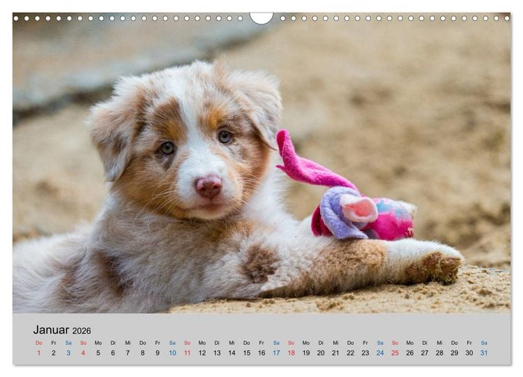 Produktbild: Australian Shepherd Welpen 2026 (Wandkalender 2026 DIN A3 quer), CALVENDO Monatskalender