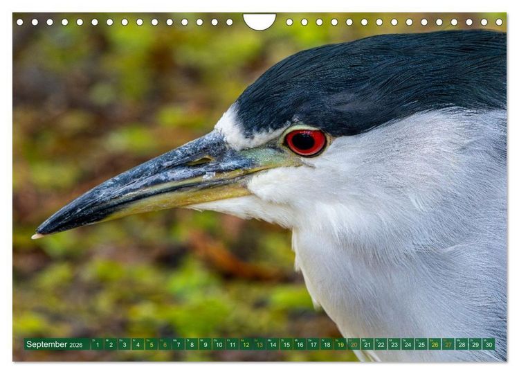 Produktbild: Gr&uuml;nreiher - Krabbenreiher - Nachtreiher (Wandkalender 2026 DIN A4 quer), CALVENDO Monatskalender
