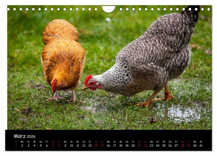 Produktbild: Neues von den Gartenh&uuml;hnern (Wandkalender 2026 DIN A4 quer), CALVENDO Monatskalender