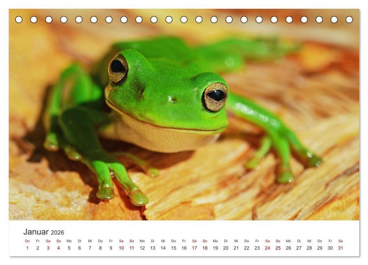 Produktbild: Fr&ouml;sche - Die wundersch&ouml;ne Welt der bunten H&uuml;pfer. (Tischkalender 2026 DIN A5 quer), CALVENDO Monatskalender